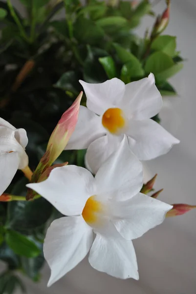 Güzel Beyaz Mandevilla Çiçekleri — Stok fotoğraf