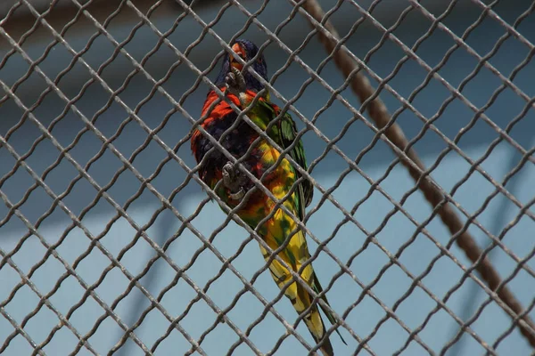 Lorikeet Colorido Uma Gaiola Ferro — Fotografia de Stock