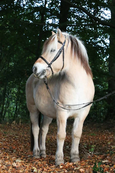 一匹马的垂直镜头 — 图库照片