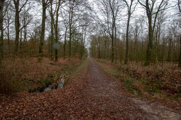 Road Forest Bare Trees Gloomy Day — Stock Photo, Image