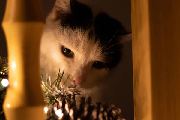 Eine Nahaufnahme Einer Schönen Schwarz Weißen Katze Hinter Einem Holzgeländer — Stockfoto