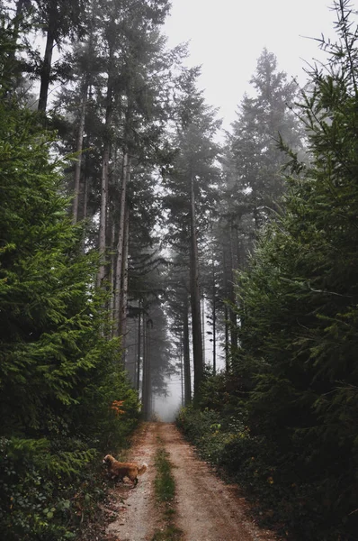 Tiro Vertical Caminho Florestal Coberto Com Nevoeiro Morvan França — Fotografia de Stock