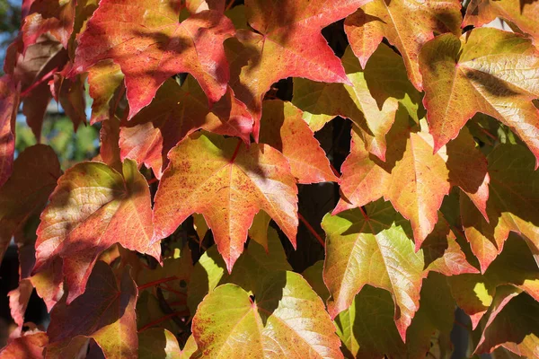 Een Close Shot Van Prachtige Herfstbladeren Van Wilde Druiven — Stockfoto