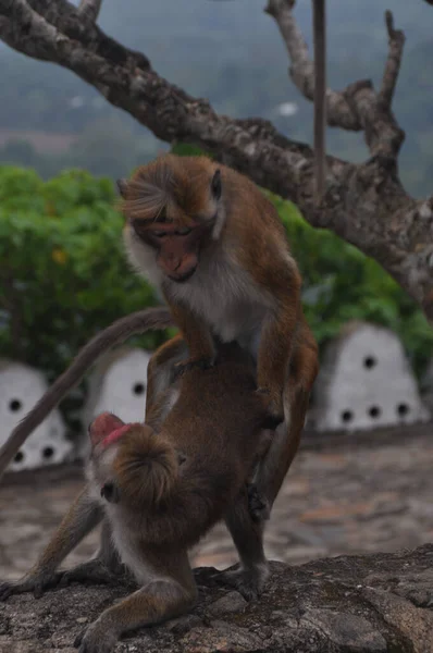 Les Singes Macaques Accouplent Sur Rocher — Photo