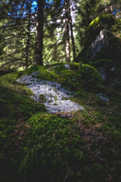 Bir Ormanın Dikey Görüntüsü — Stok fotoğraf