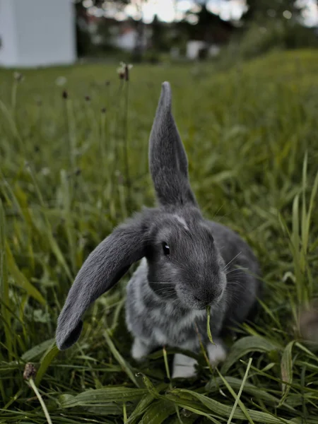 Eine Vertikale Aufnahme Eines Niedlichen Kleinen Hasen Auf Dem Gras — Stockfoto