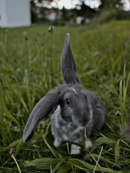 Plan Vertical Petit Lapin Mignon Sur Herbe — Photo