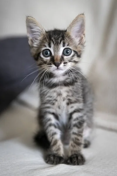 Een Closeup Shot Van Een Schattig Poesje Zittend Een Bank — Stockfoto