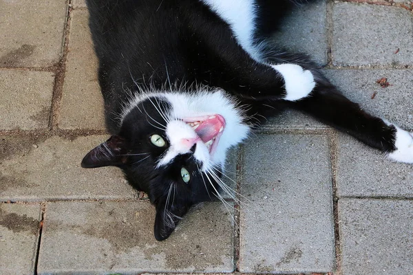 Een Hoge Hoek Closeup Shot Van Een Zwarte Kat Liggend — Stockfoto