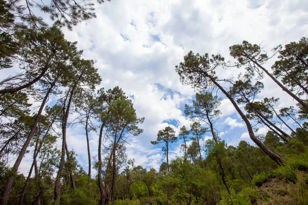 Χαμηλή Οπτική Γωνία Των Δέντρων Ενάντια Στον Ουρανό Στο Δάσος — Φωτογραφία Αρχείου