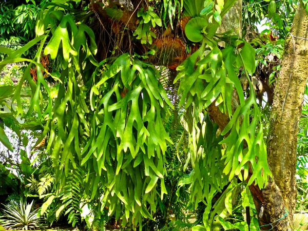 緑のプラチナの茎のシダのクローズアップショット — ストック写真