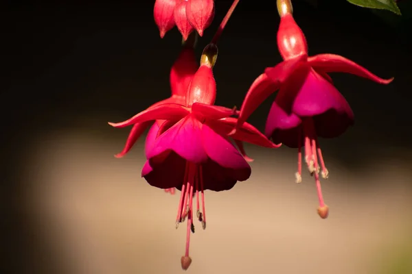 Селективный Снимок Цветущих Розовых Цветов Fuschia — стоковое фото