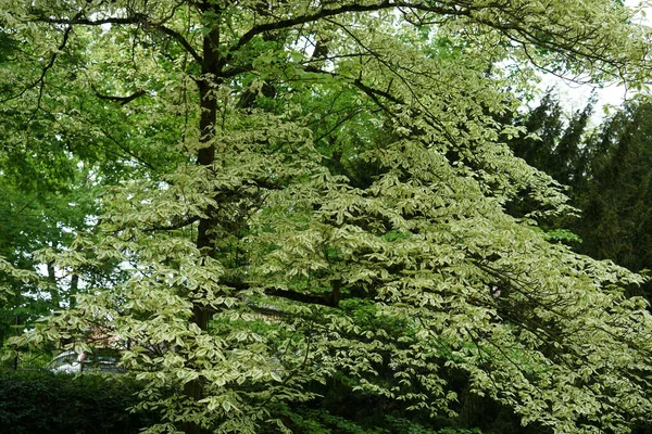 Hermoso Tiro Árbol —  Fotos de Stock