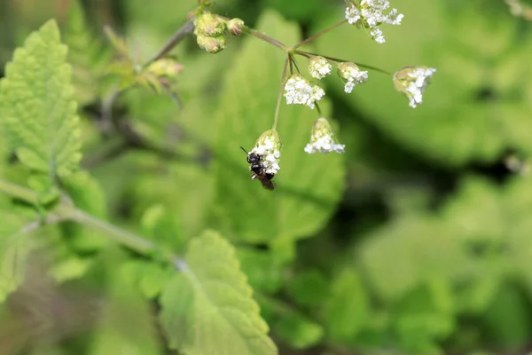 Včela Bílém Květu — Stock fotografie