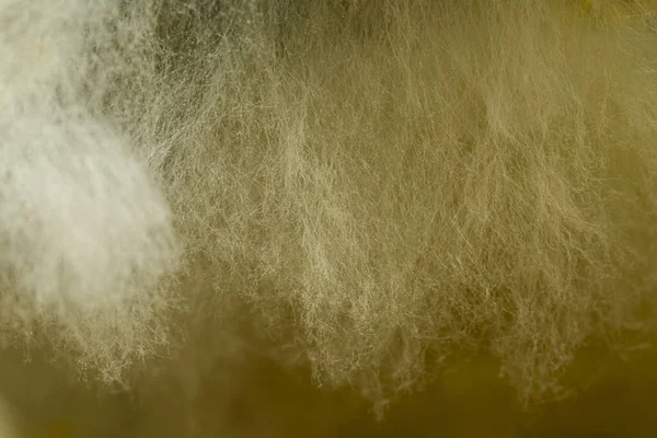 Una Macro Toma Hongos Creciendo Curry Caducado Bajo Las Luces — Foto de Stock