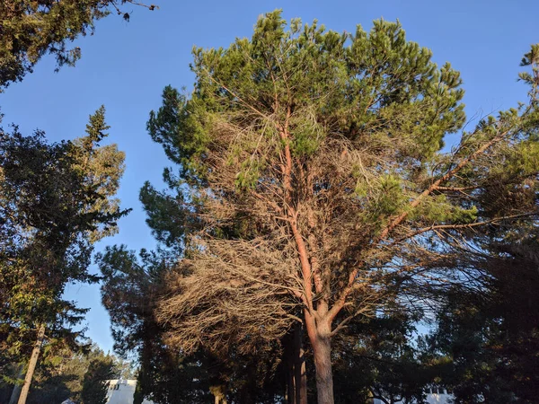 Вертикальный Снимок Дерева — стоковое фото