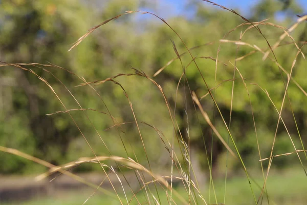 Closeup Green Timothy Grass Field Sunlight — Stock Photo, Image