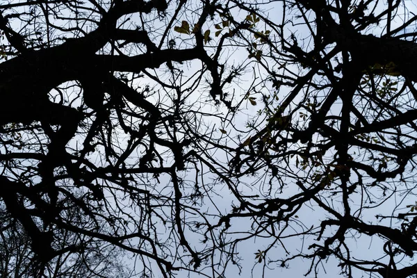 Låg Vinkel Skott Trädet Grenar Den Blå Himlen — Stockfoto