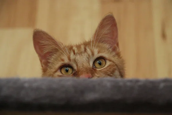 Eine Nahaufnahme Einer Katze — Stockfoto