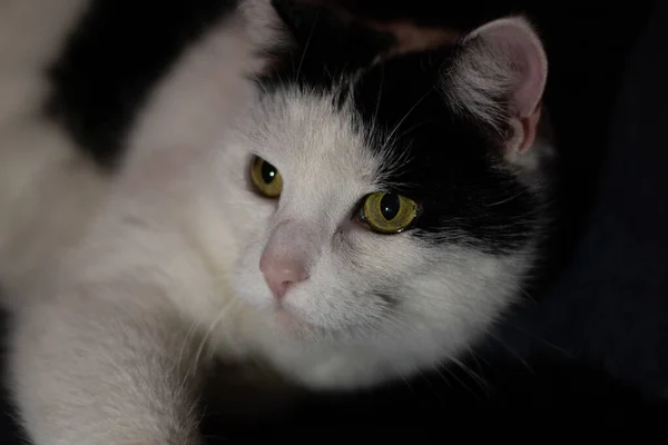 Tiro Close Cabeça Gato Bonito Preto Branco — Fotografia de Stock