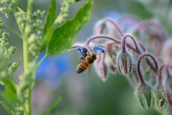 Primer Plano Una Abeja Una Planta — Foto de Stock