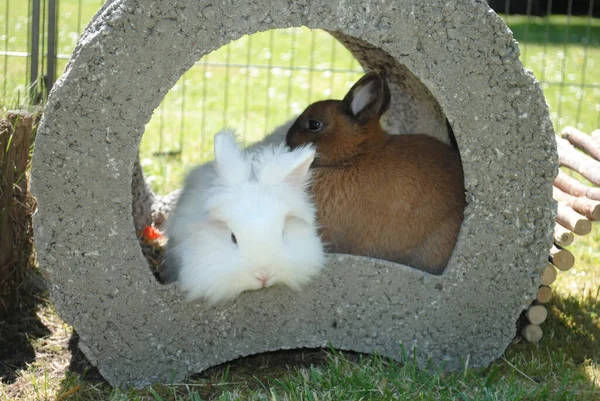 A closeup shot of a cute white bunny and a brown bunny hiding in a hole