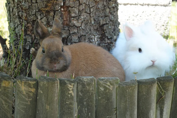 一只可爱的白兔和一只棕色的兔子坐在一棵树旁 — 图库照片