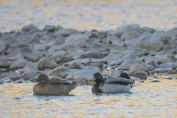 湖中的鸭子家庭的阳光 — 图库照片