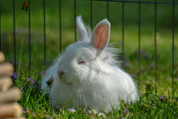 Närbild Söt Fluffig Vit Kanin Med Ett Lyckligt Ansikte — Stockfoto