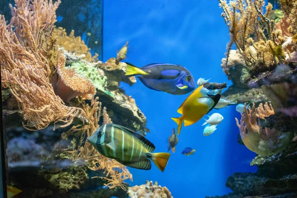 Zbliżenie Pięknej Podwodnej Ryby Ogrodzie Zoologicznym Osnabruck — Zdjęcie stockowe
