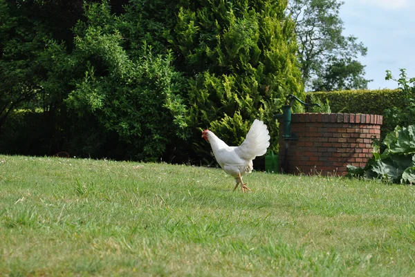 Pollo Blanco Corriendo Sobre Hierba — Foto de Stock