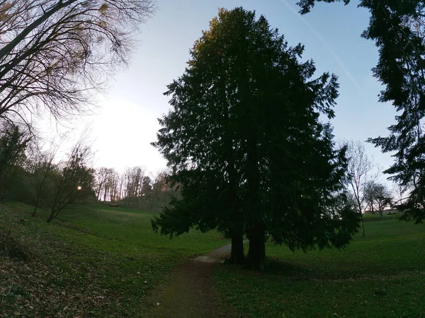暗い日に畑の上に大きな緑の木 — ストック写真