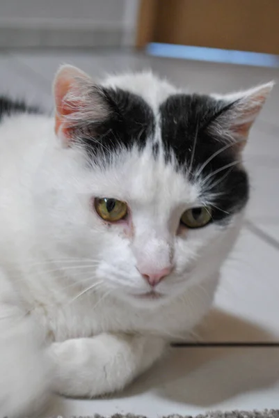 Vertical Shot White Cat Lying Floor — Stock Photo, Image