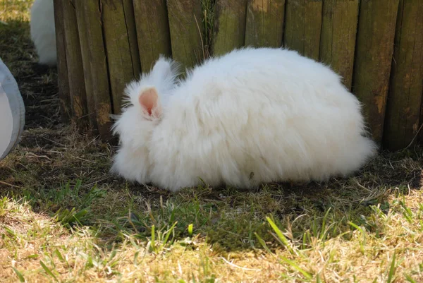 Cute Fluffy White Bunny Sitting Field — Stock Photo, Image