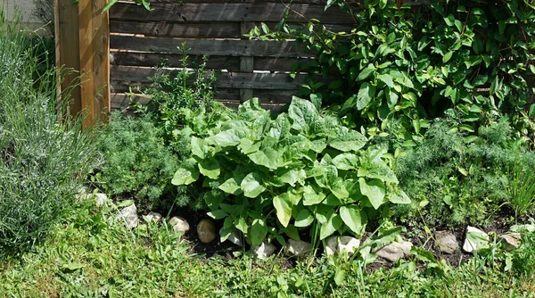 Une Croissance Devant Une Clôture Bois — Photo