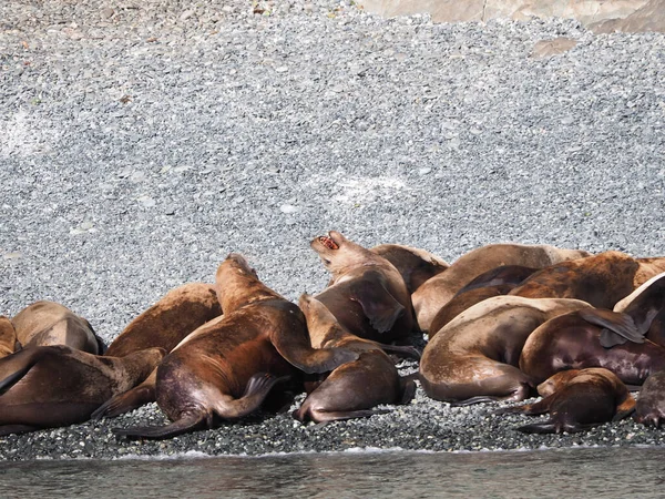 Grupo Lobos Marinos California Playa — Foto de Stock