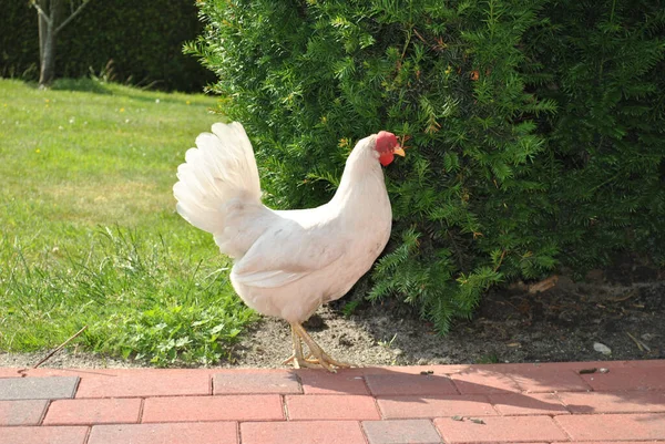 Egy Fehér Csirke Áll Utcán — Stock Fotó