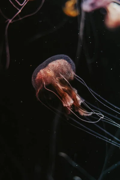 Vertical Shot Jellyfish — Stock Photo, Image