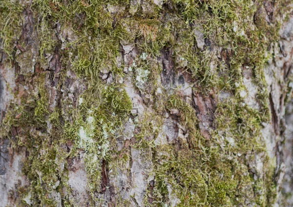 Szczegółowe Zbliżenie Kory Drzewa Mchem — Zdjęcie stockowe