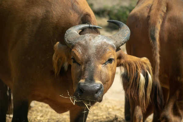 Closeup African Forest Buffalo Zoo Osnabruck — Stock Photo, Image