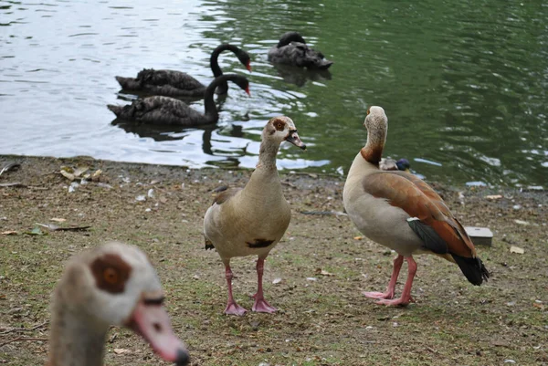 Eine Selektive Fokusaufnahme Von Gänsen Und Schwarzen Schwänen — Stockfoto