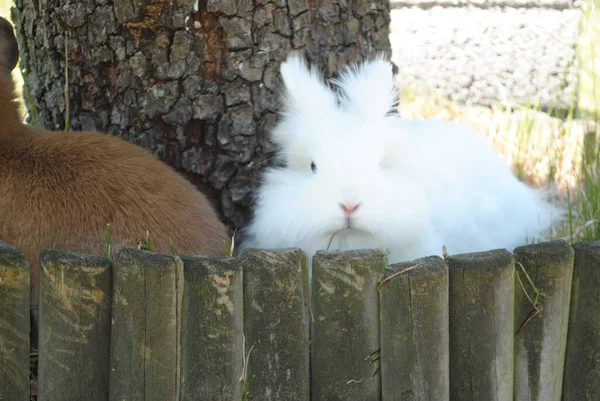 かわいいふわふわのバニーのクローズアップショット — ストック写真