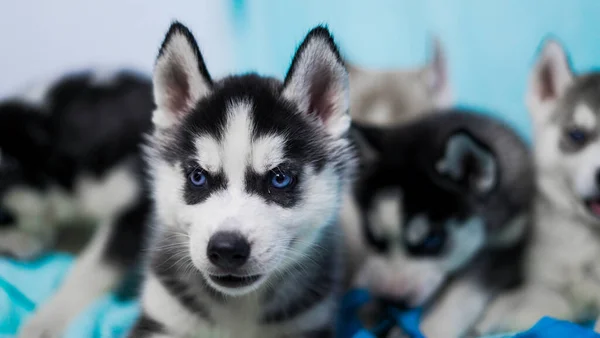 Eine Vertikale Aufnahme Von Siberian Huskies — Stockfoto