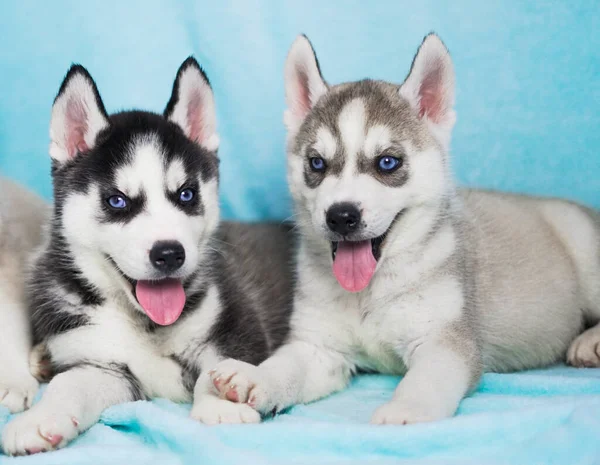 Eine Vertikale Aufnahme Von Siberian Huskies — Stockfoto