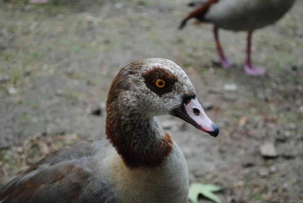 Selective Focus Closeup Shot Duck — Stock Photo, Image