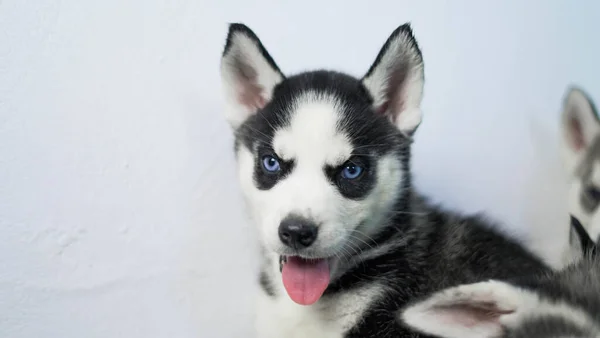 Een Shot Van Een Schattige Miniature Siberische Husky — Stockfoto