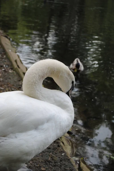 Plano Vertical Cisnes Blancos — Foto de Stock