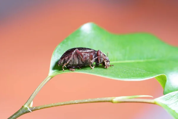 Sebuah Tembakan Makro Dari Kumbang Daun — Stok Foto
