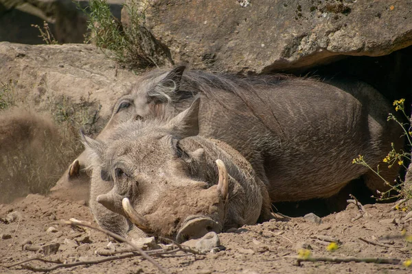 주둥이 동물원의 진흙탕에서 수있는 혹멧돼지의 긁어모으기 — 스톡 사진