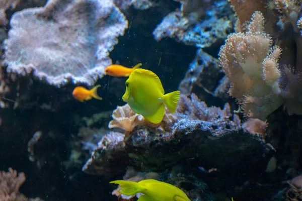Een Closeup Van Een Onderwatere Gele Tang Vis — Stockfoto